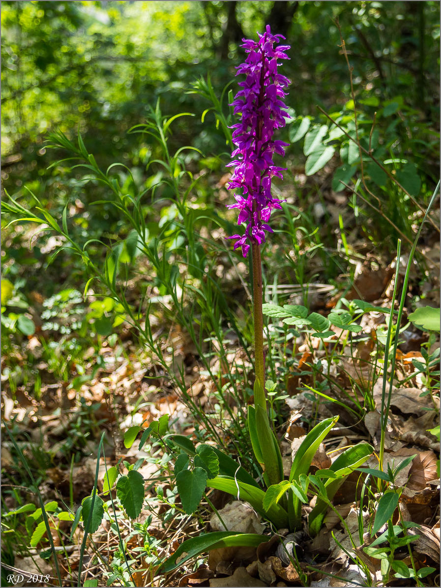 P5080774
