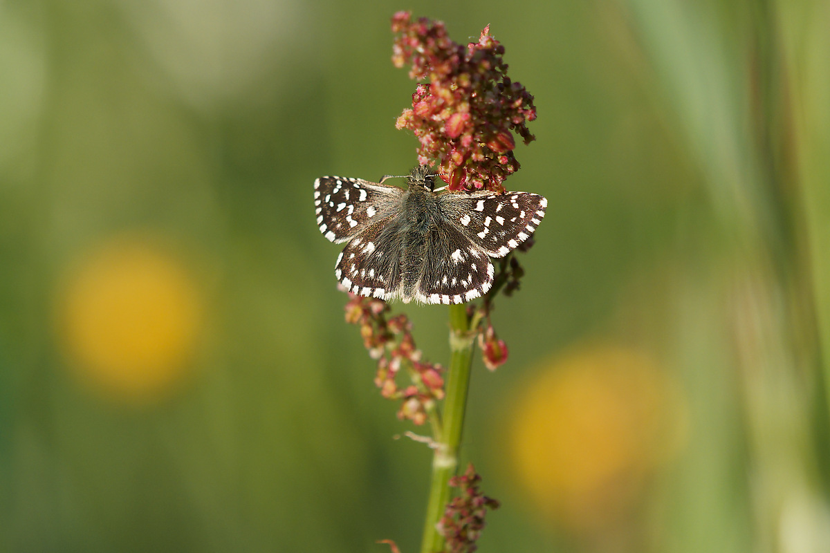 P5165787nikon.jpg