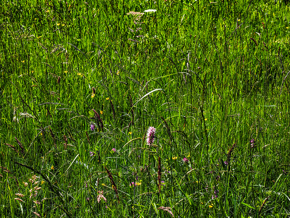 P6050042-Edit-2.jpg