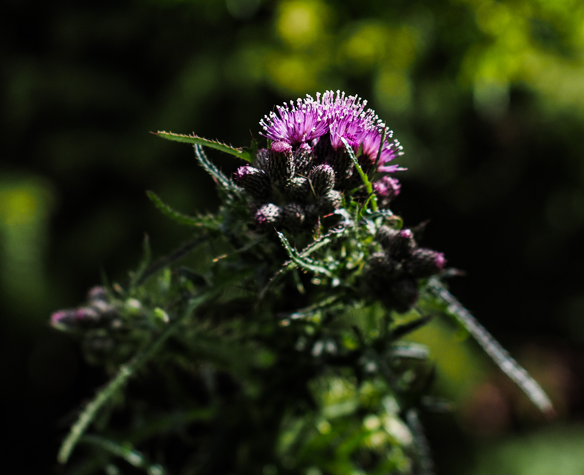 P6130021-Edit.jpg