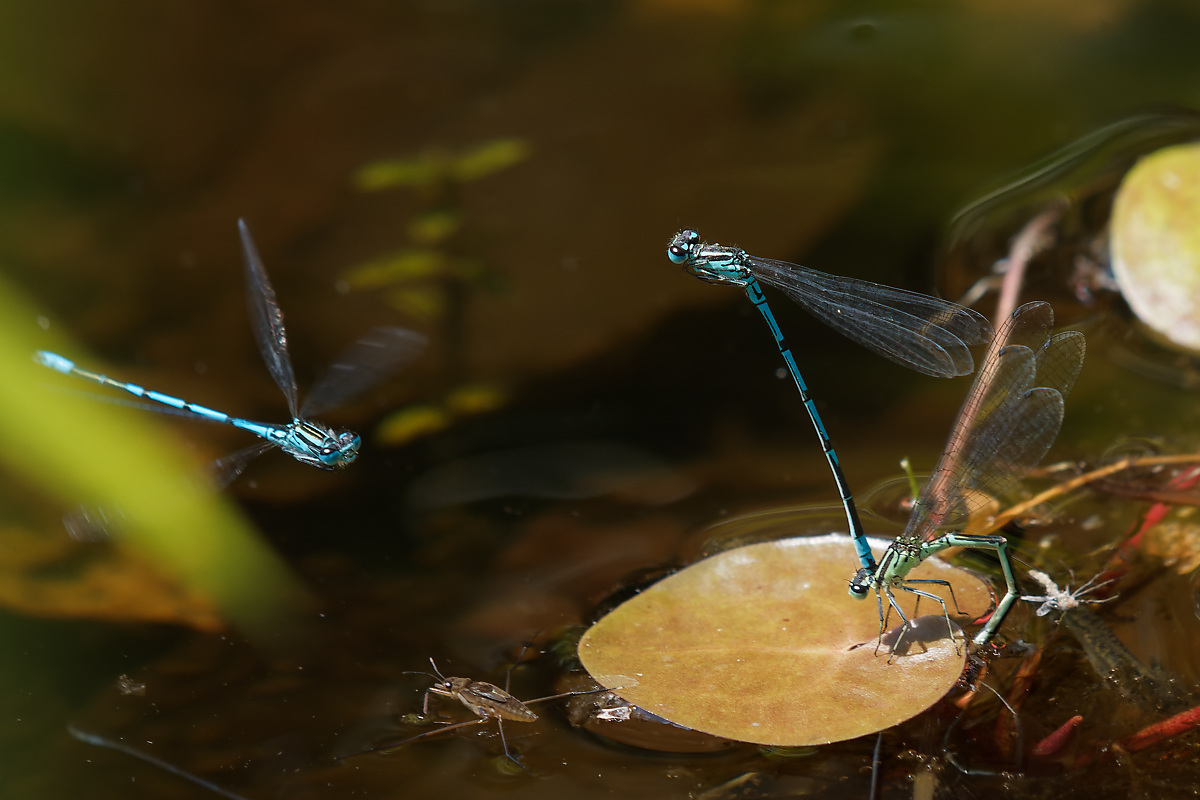 P6233946nikon.jpg