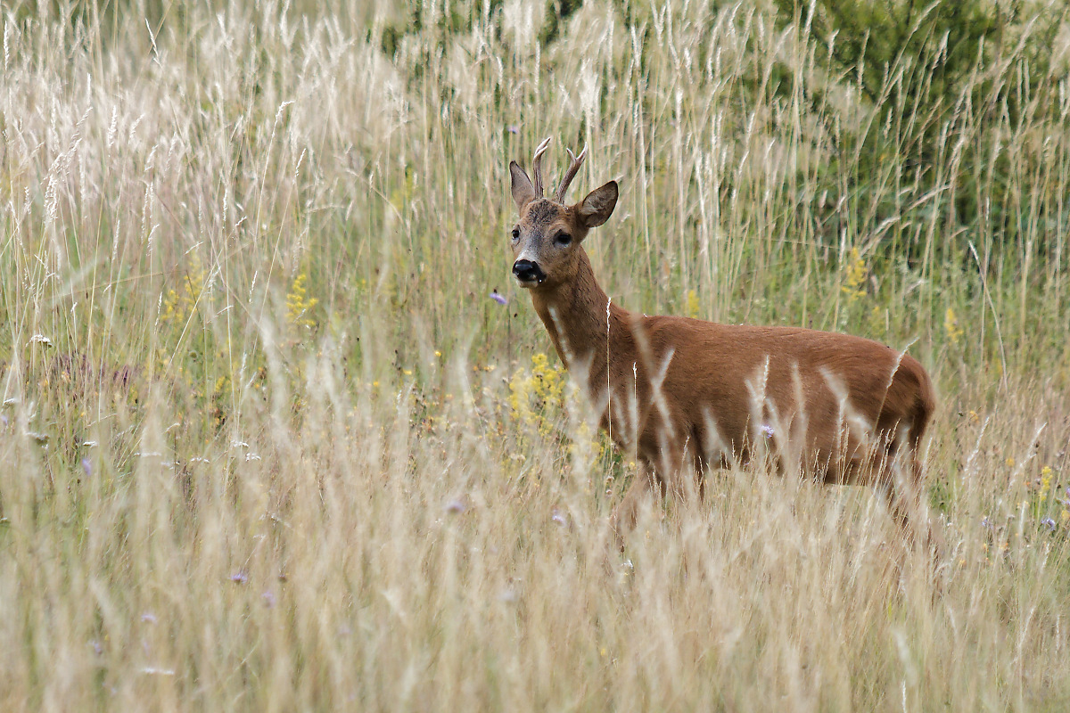 P7102138nikon.jpg