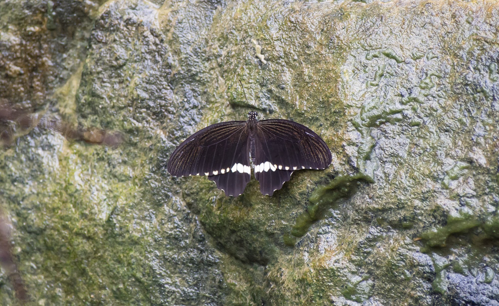 P8230490 2