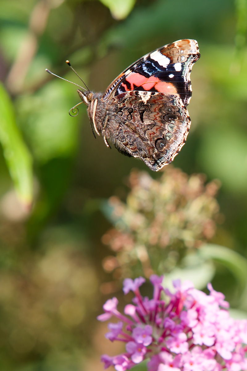 P9118416nikon.jpg
