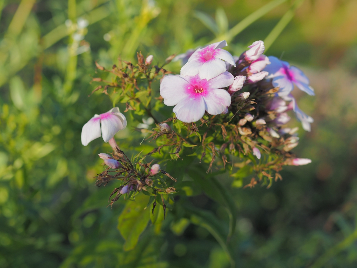 P9212231n.jpg