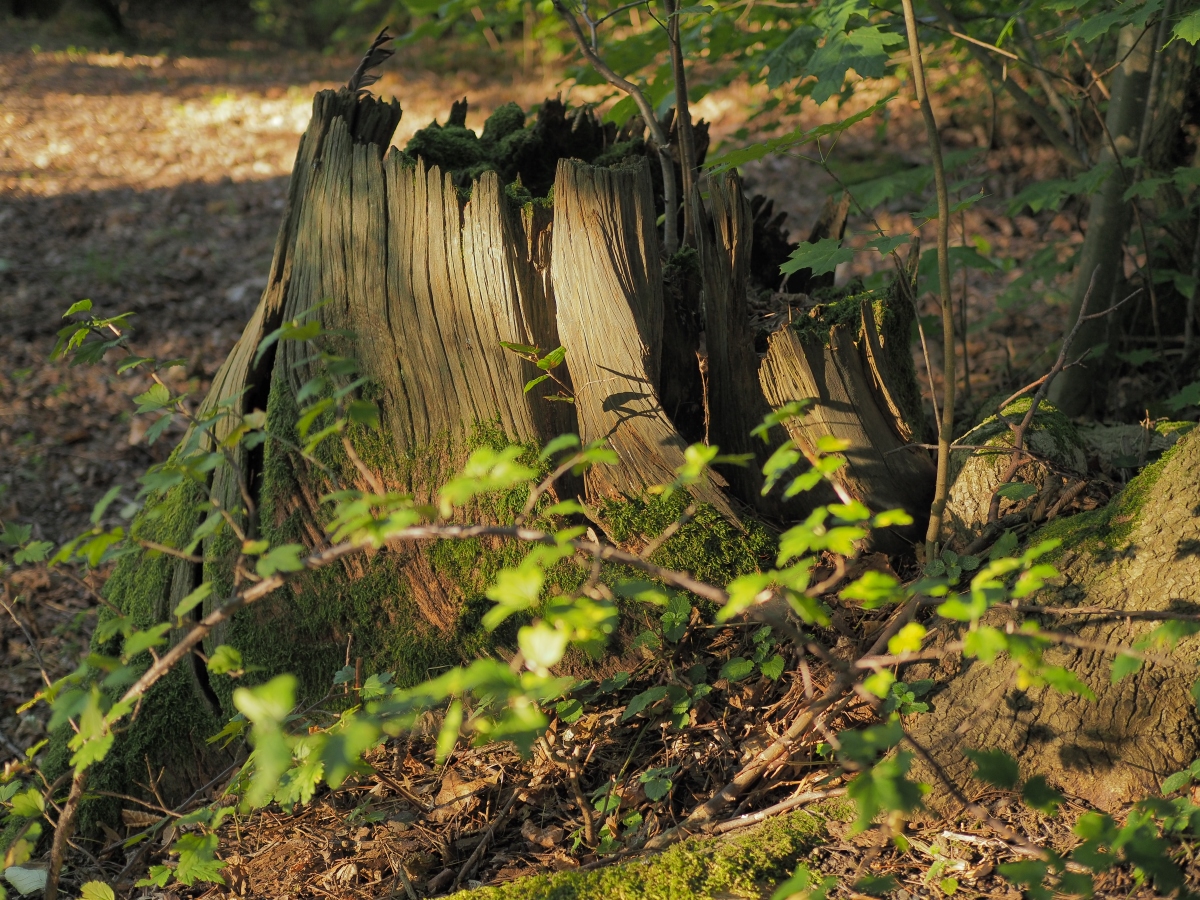 P9212242n.jpg