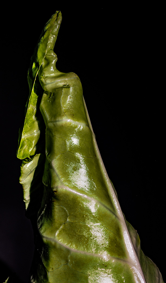 P9240008-Edit.jpg