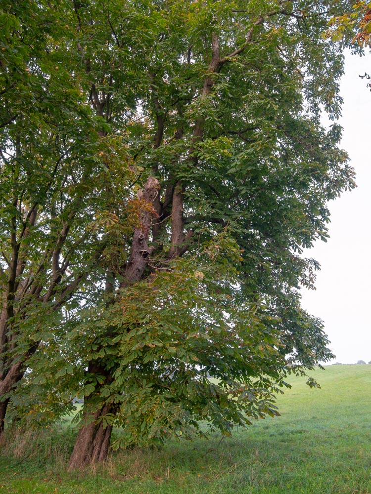 PA050041 2
