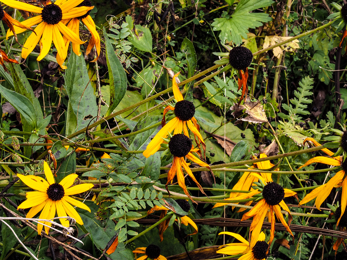 PA090092-Edit.jpg