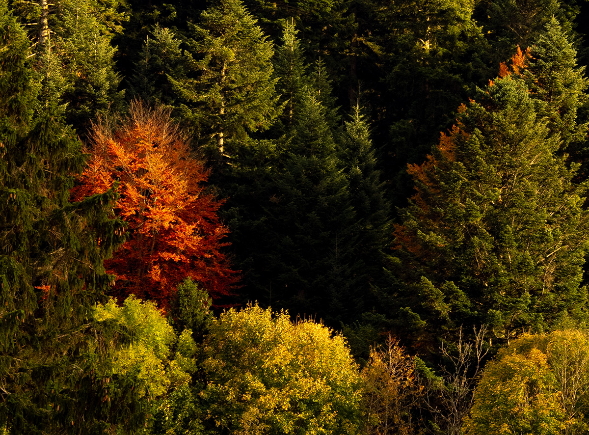 PA170011-Edit.jpg
