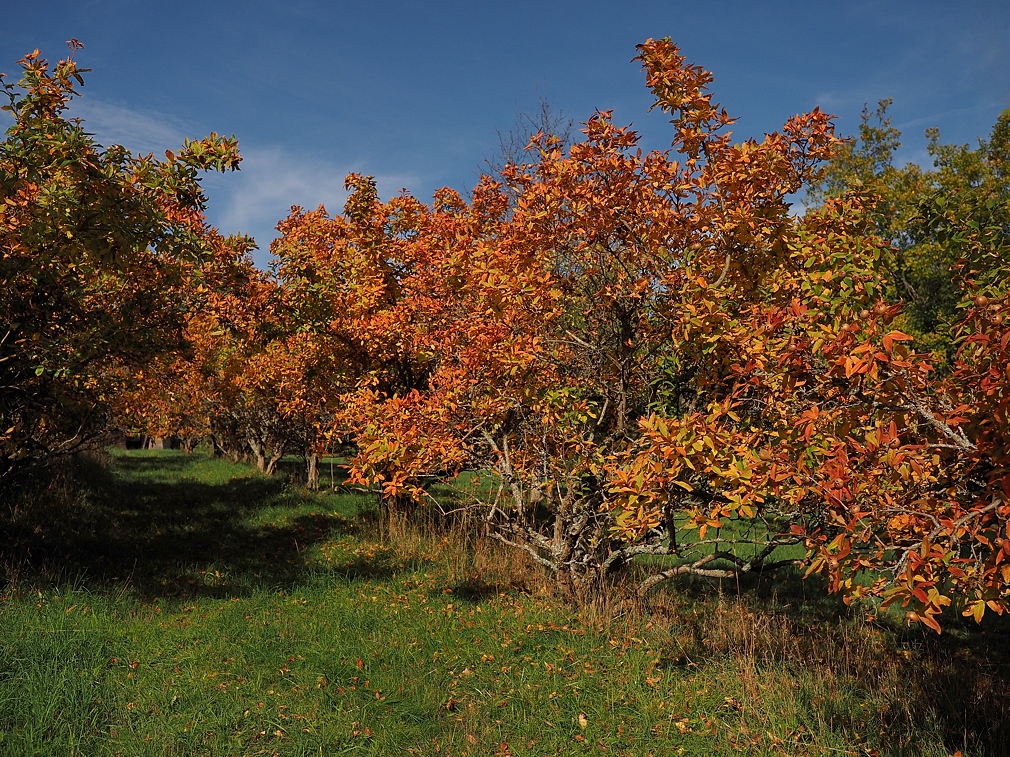 PA171716a_klein.jpg