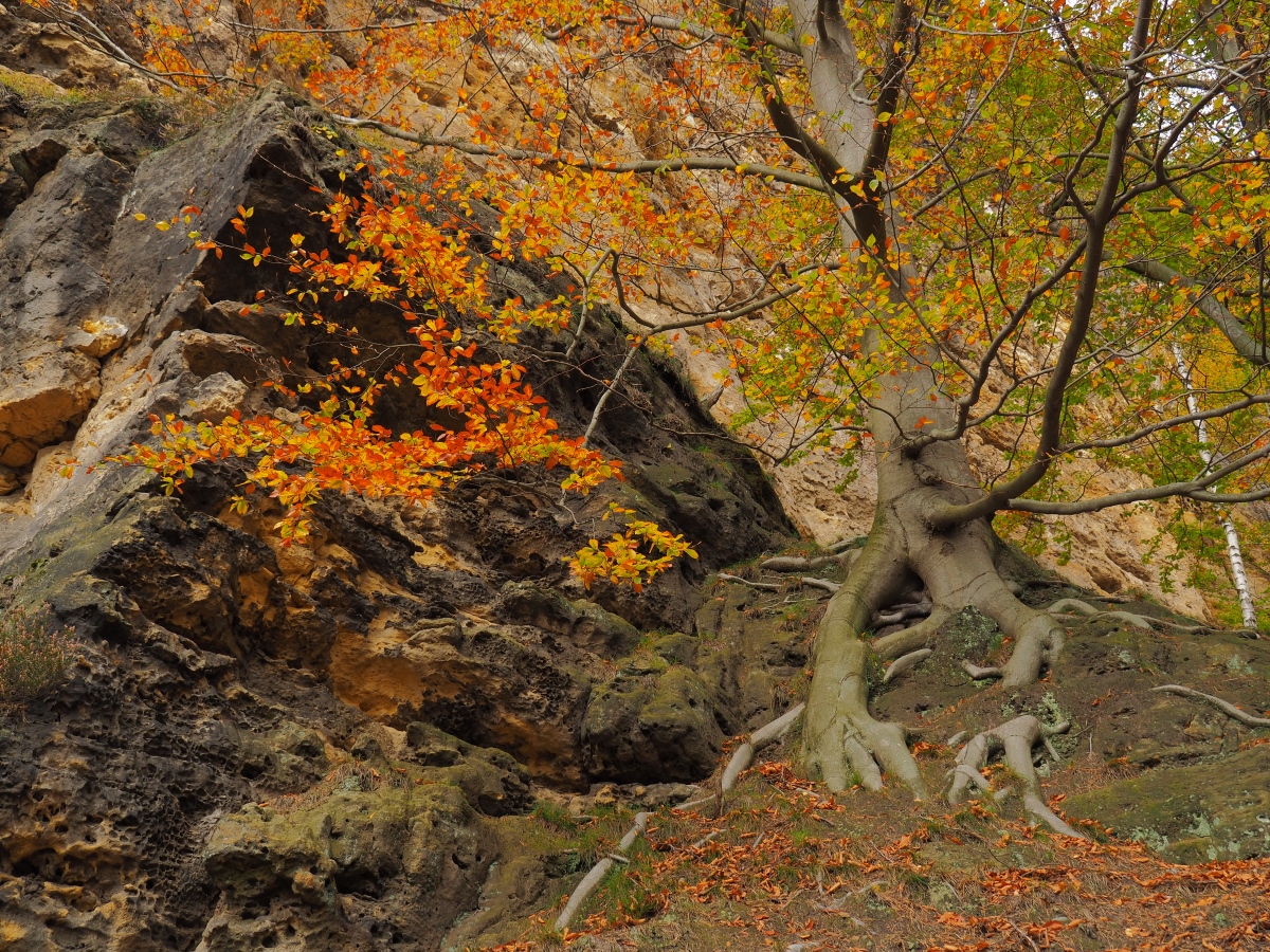 PA181175n.jpg