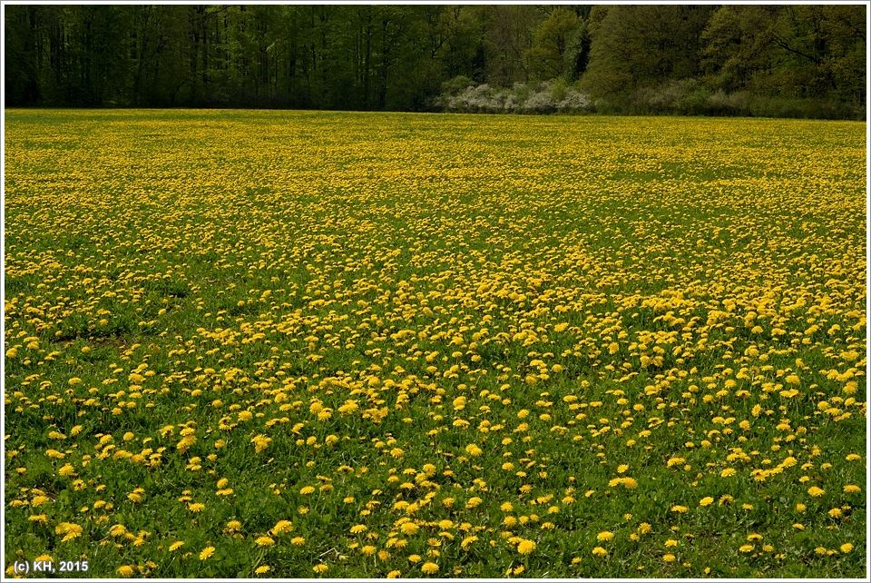Paddy Harms in den Butterblumen