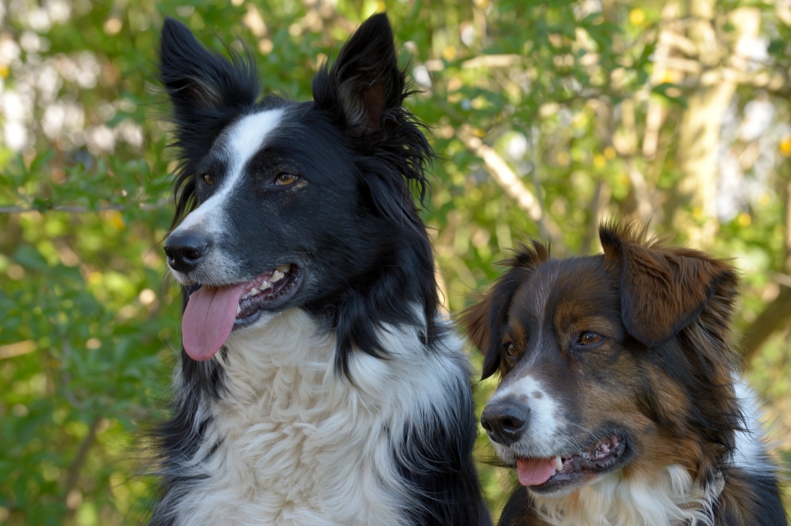 Paddy - links - mit seinem Freund Tino - rechts