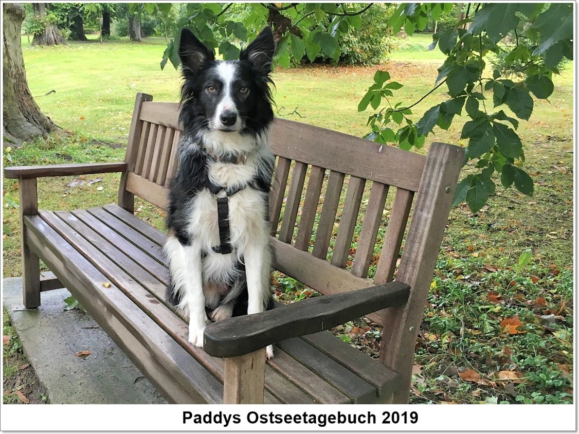 paddy_ostseetagebuch_2019_final.jpg