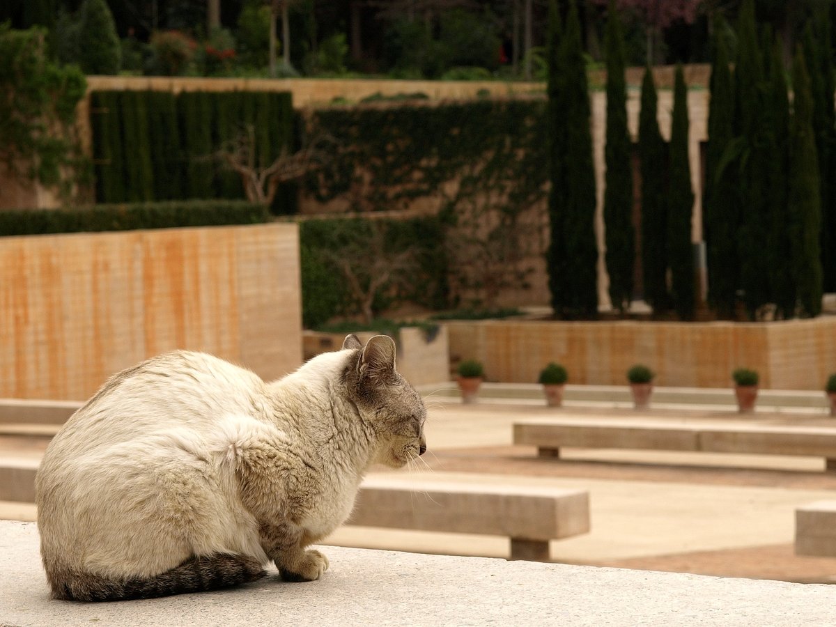 Palastkatze