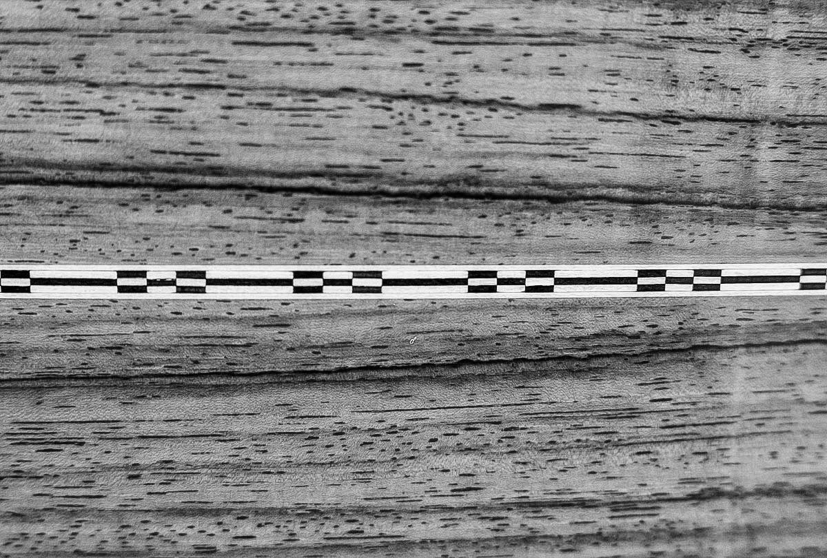 Palisander BW (1 von 1).jpg