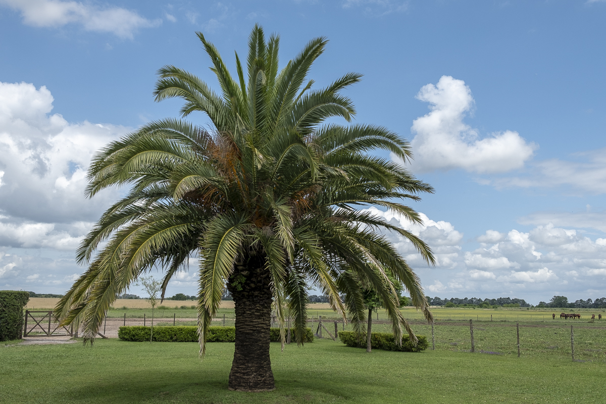 Palme