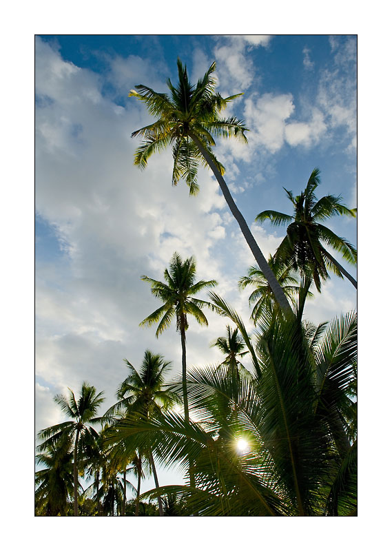 Palmen auf Panglao
