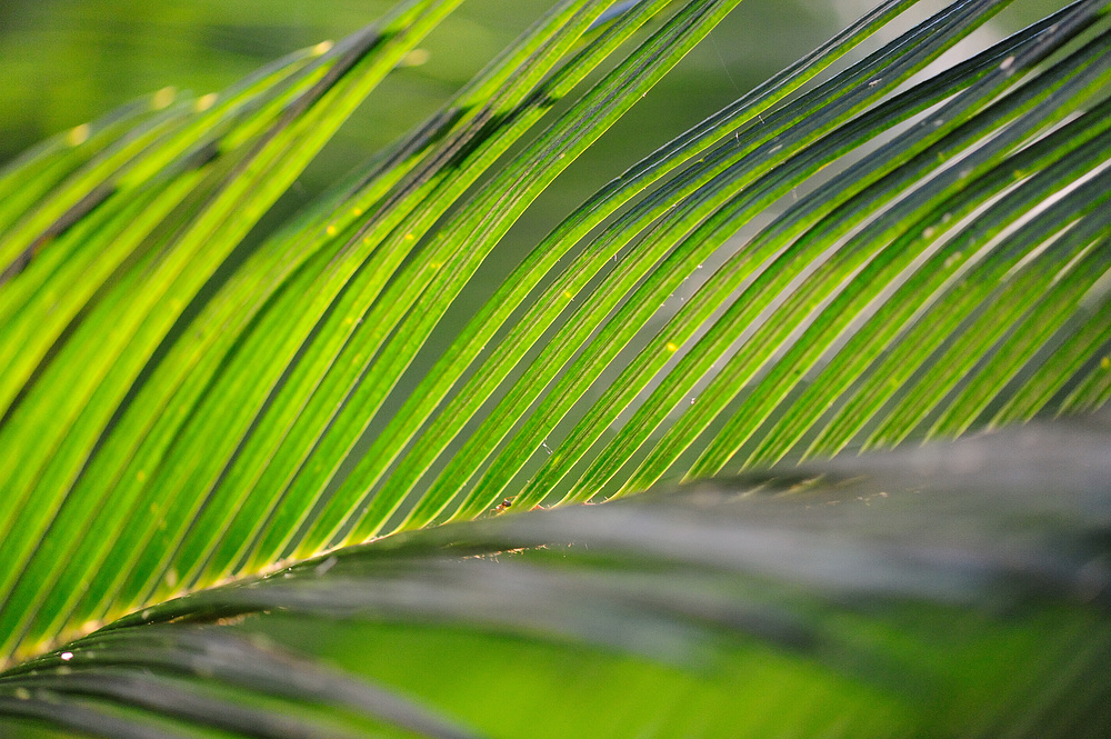 palmfarn