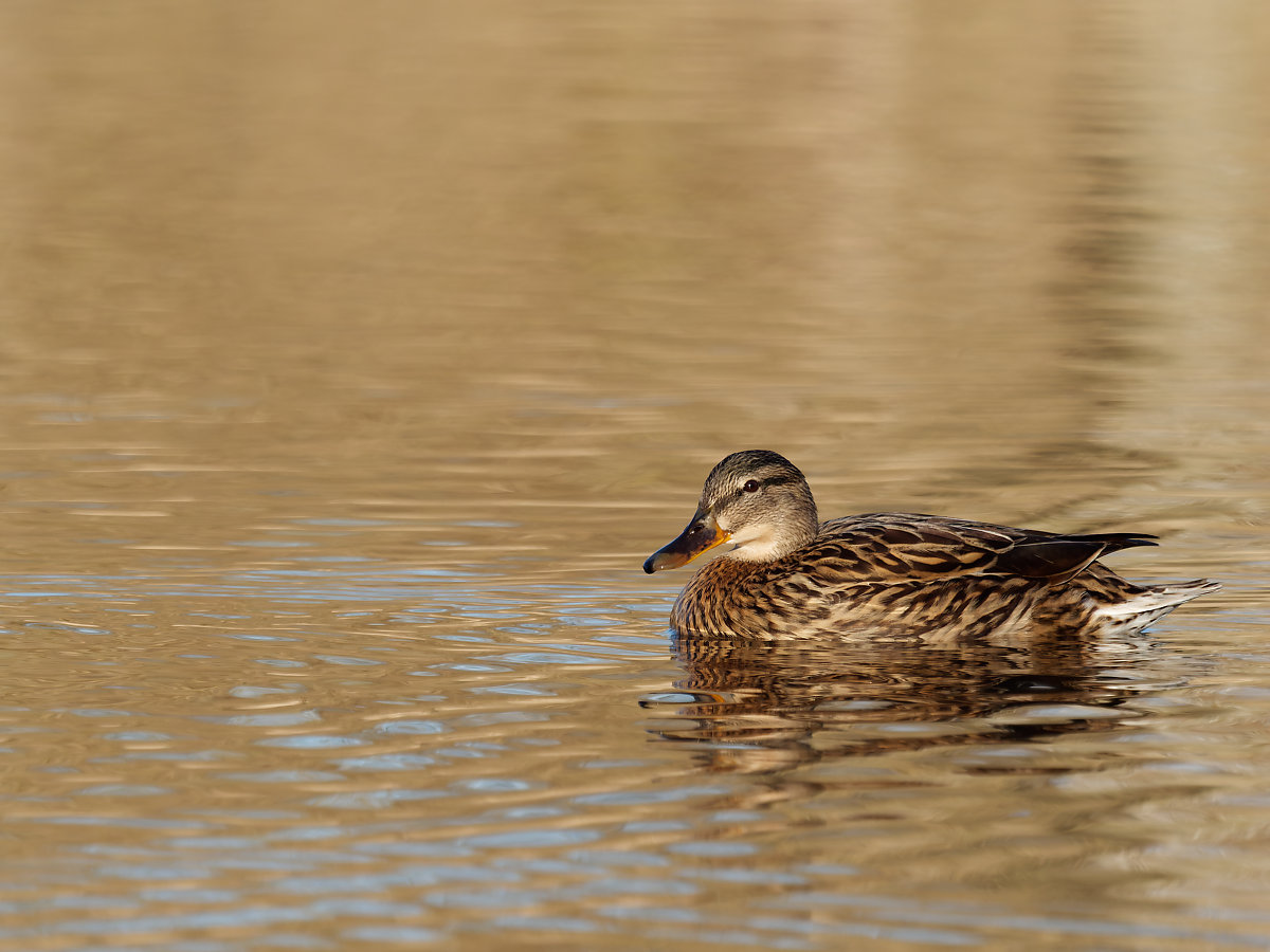 PANA0921_DxO1200.jpg
