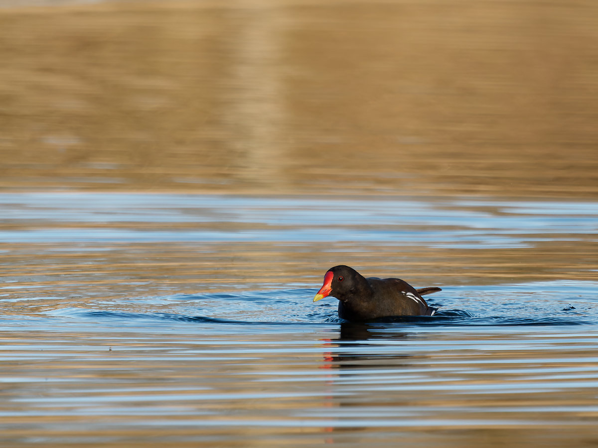PANA1046_DxO1200.jpg
