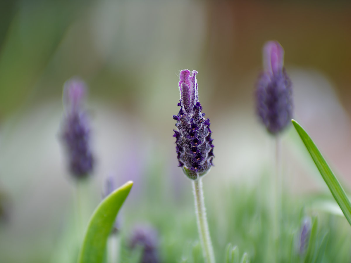 PANA5583_DxO1200.jpg