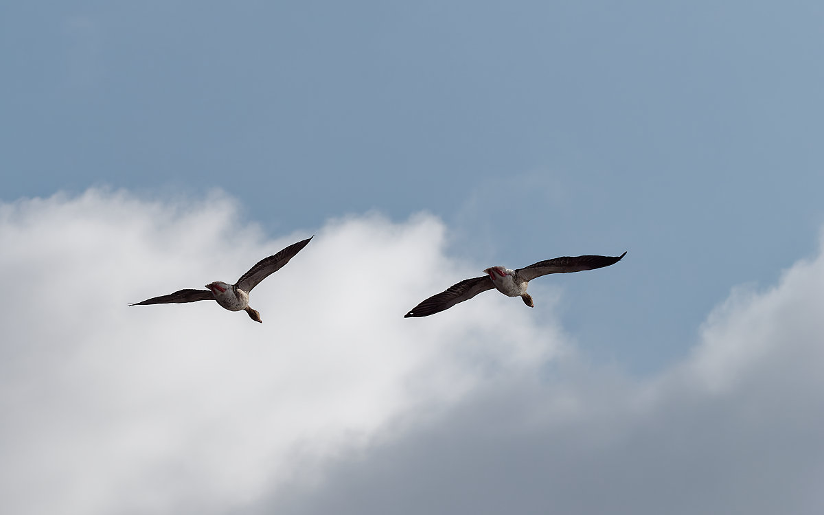 PANA5702_DxO1200.jpg
