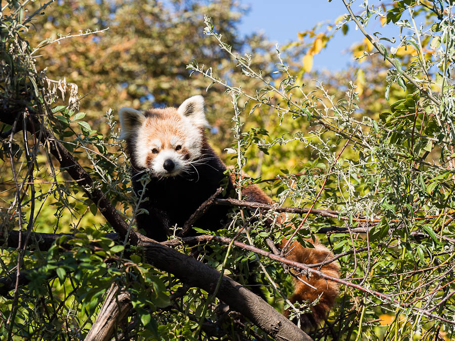 Panda 1 (1 von 1)