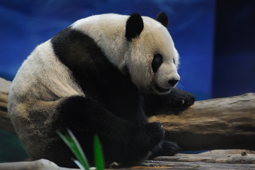 Panda
Taipei Zoo