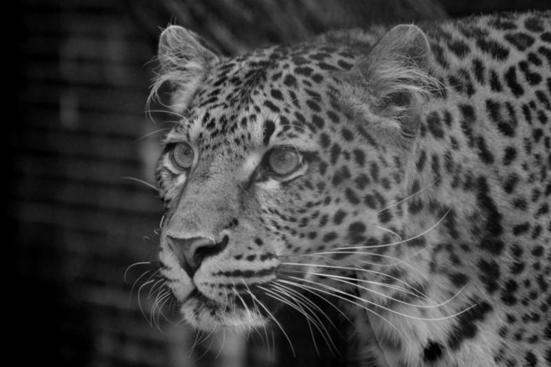 Panther