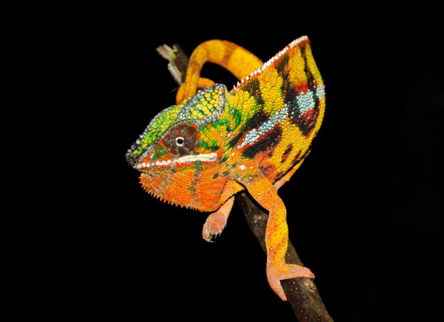 Pantherchamäleon - Furcifer pardalis