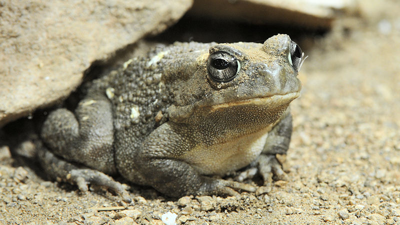 Pantherkröte
Reptilium Landau
(8146)