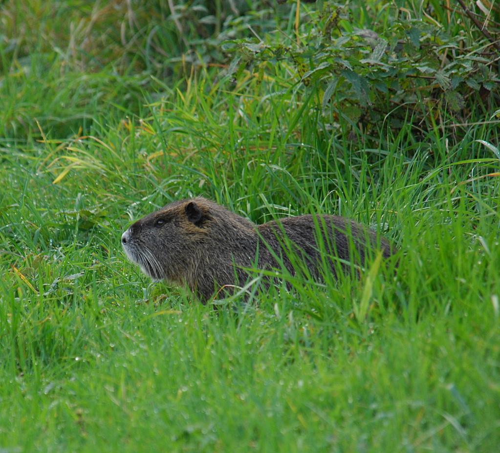 Papa Nutria