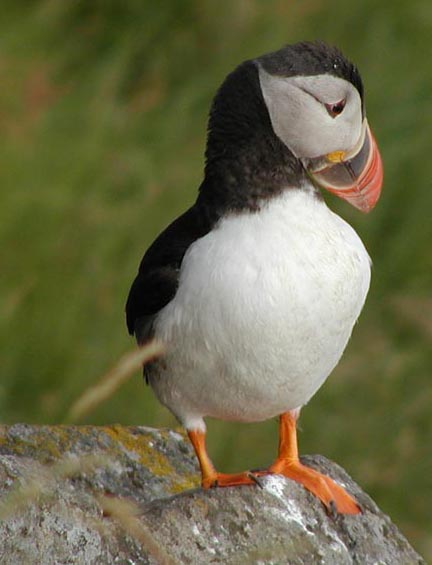 Papageientaucher auf Runde, der norwegischen Vogelinsel bei Alesund