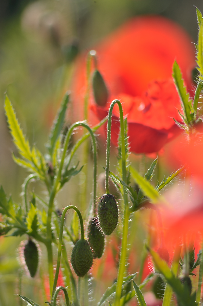 Papaver STU 1000x665 DSC2751