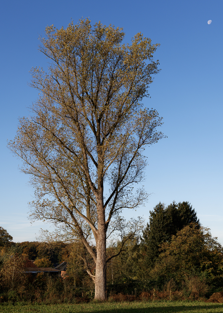 Pappel mit Mond.jpg