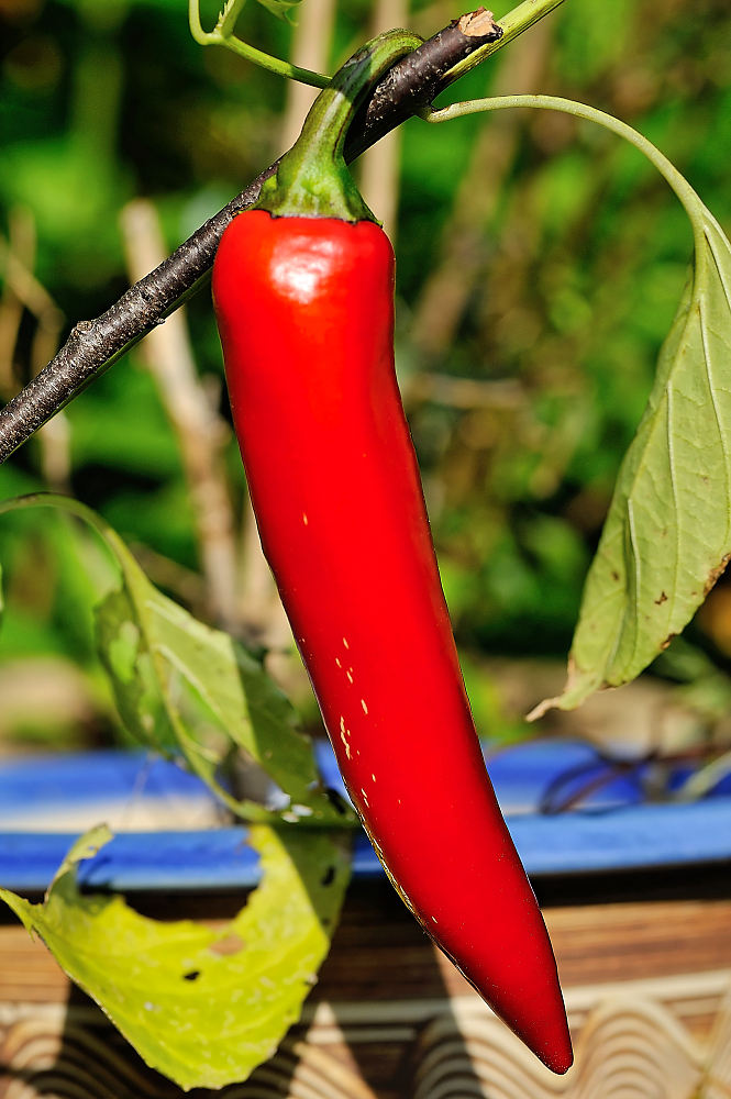 Paprika rot.jpg