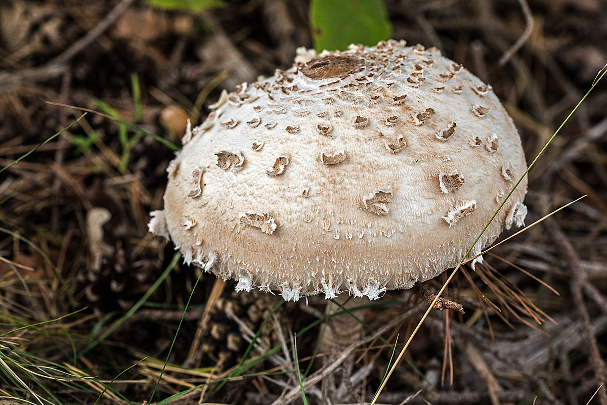 Parasol