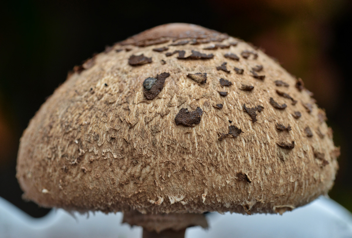 parasolpilz_1200.jpg