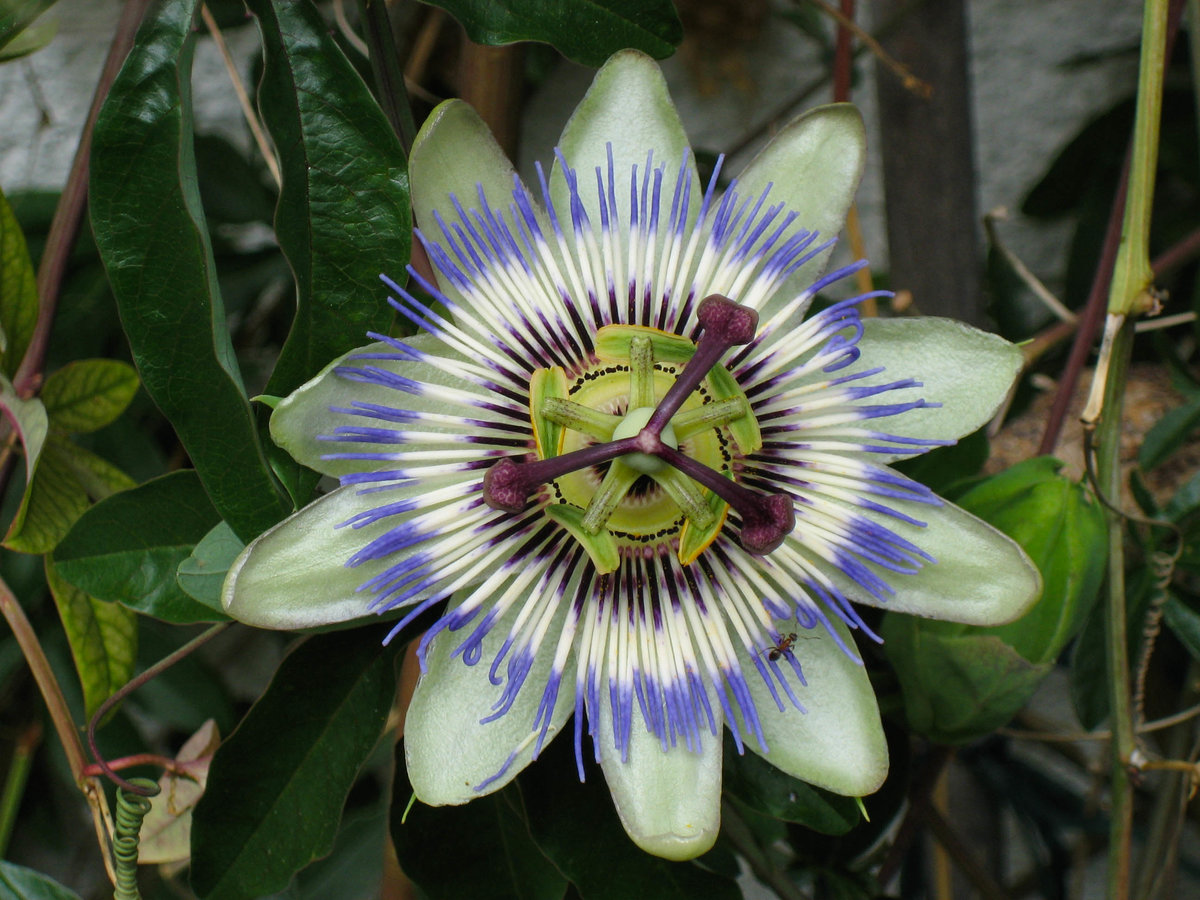 Passionsblüte 1B.jpg