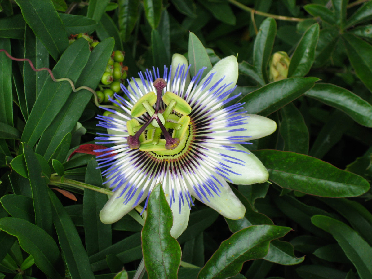 Passionsblüte 2B.jpg
