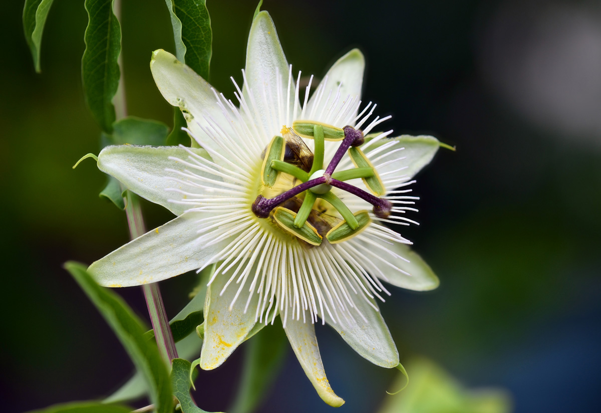 passionsblüte_1202.jpg