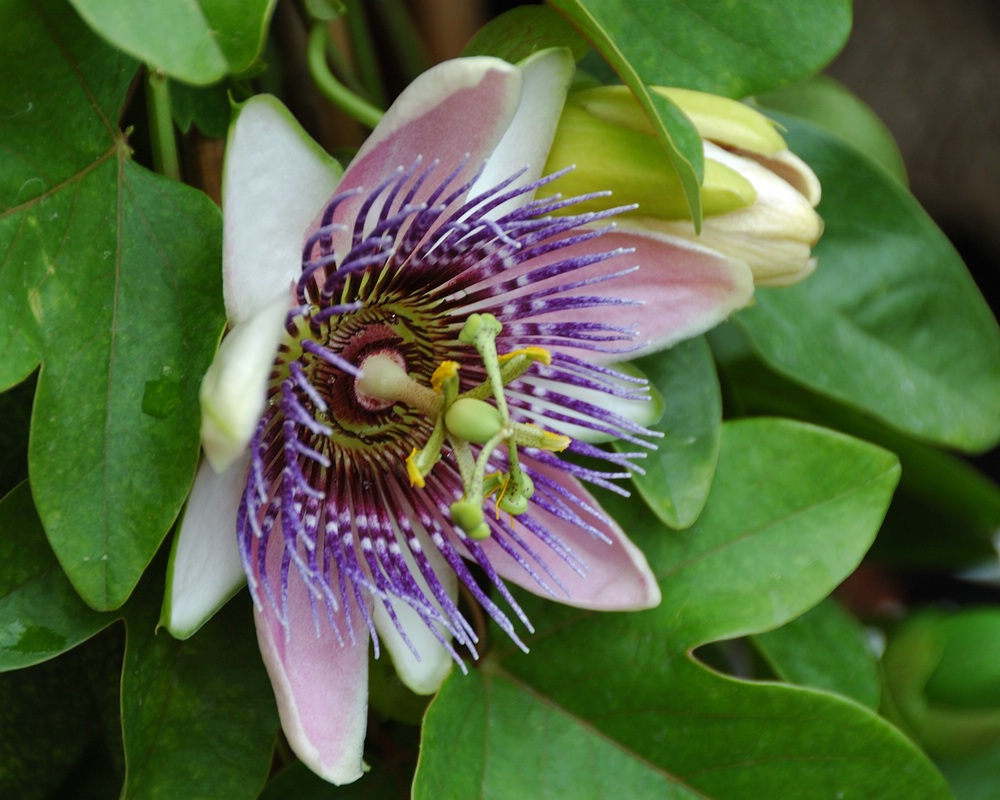 Passionsblume 2
