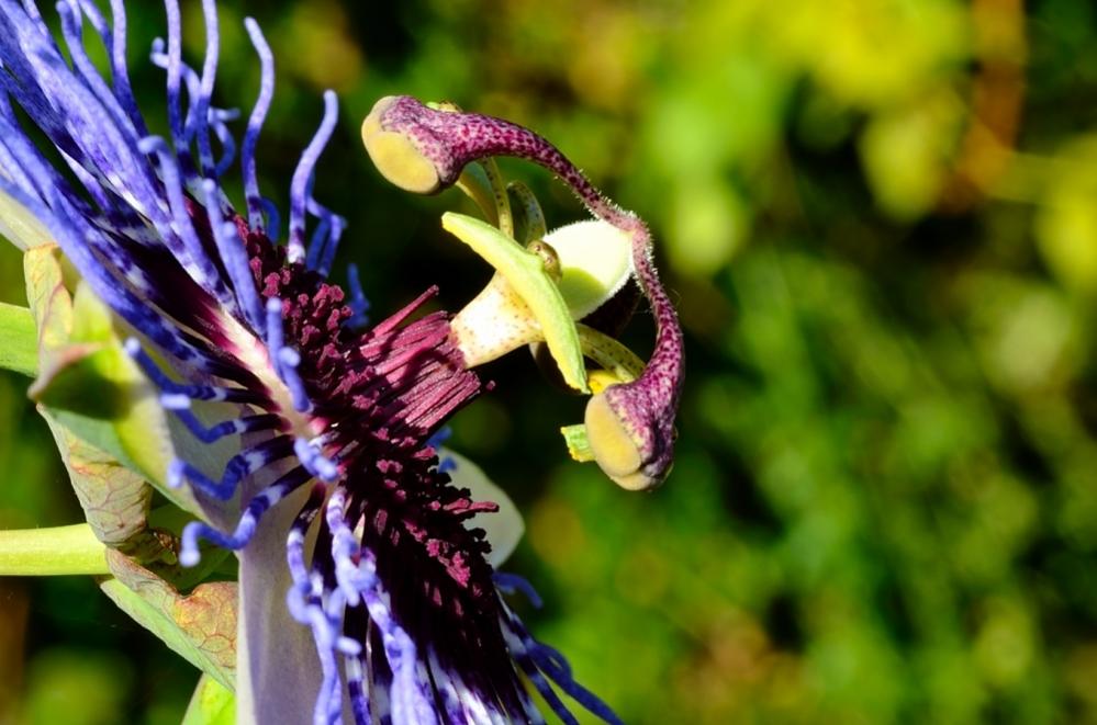 Passionsblume II
