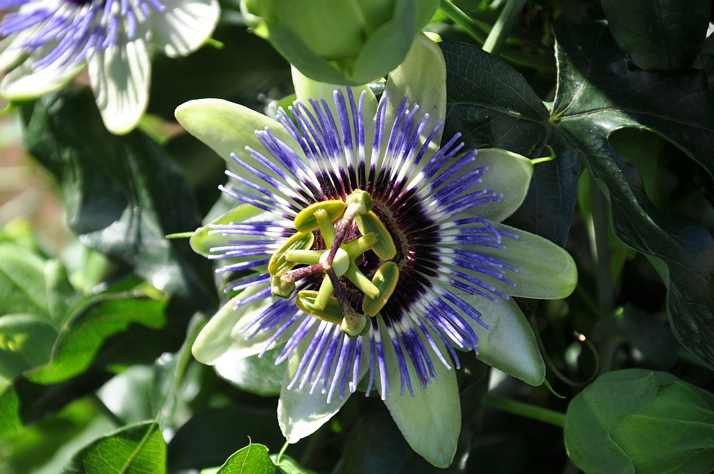 Passionsblume