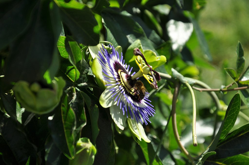 Passionsblume