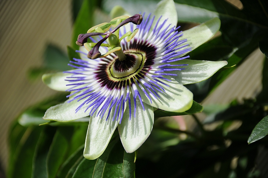 Passionsblume