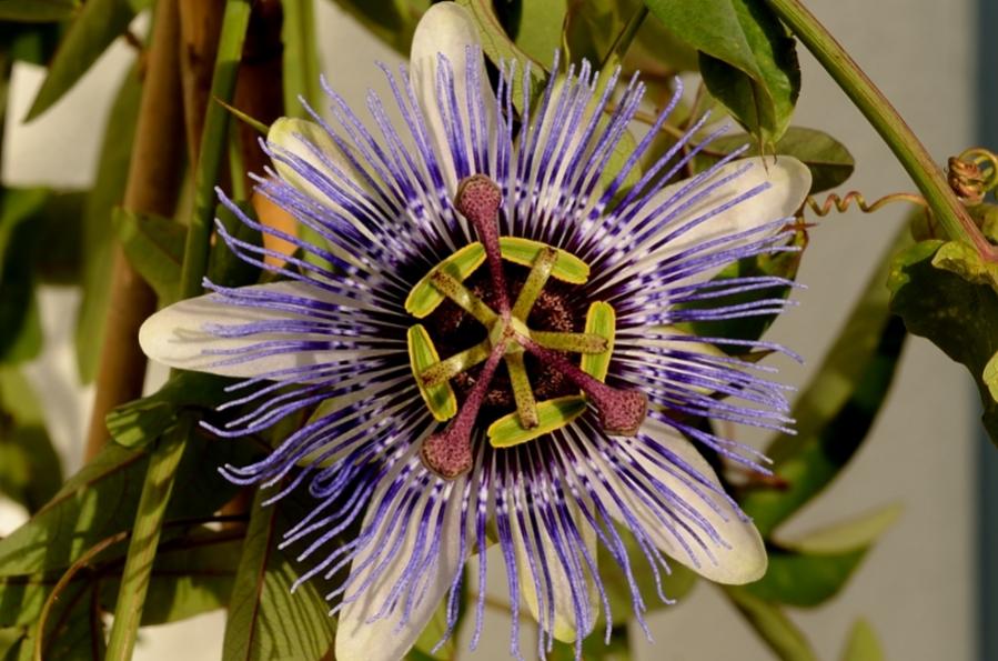 Passionsblume