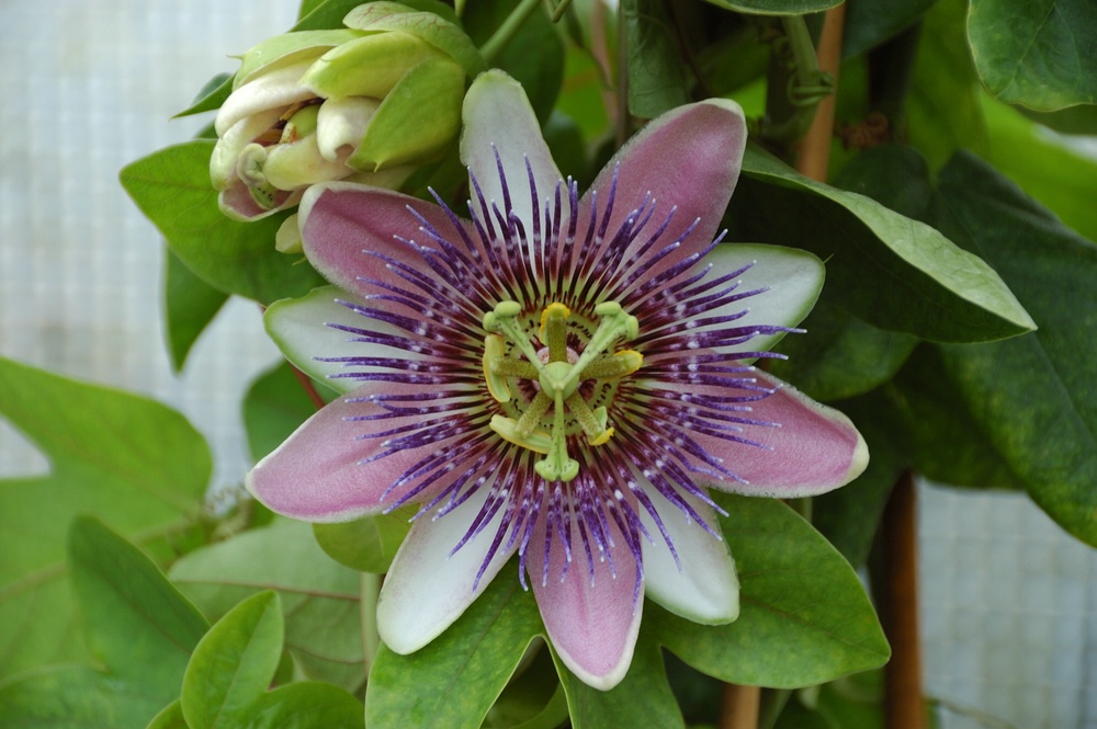 Passionsblume